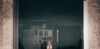 Szczeniak Cavalier King Charles Spaniel wygląda przez okno w mieszkaniu