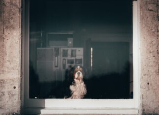 Szczeniak Cavalier King Charles Spaniel wygląda przez okno w mieszkaniu