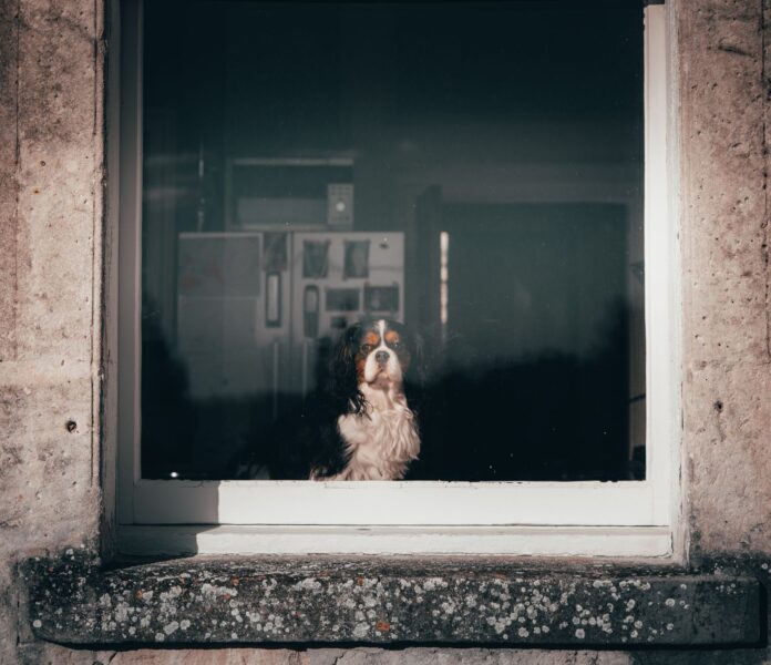 Szczeniak Cavalier King Charles Spaniel wygląda przez okno w mieszkaniu