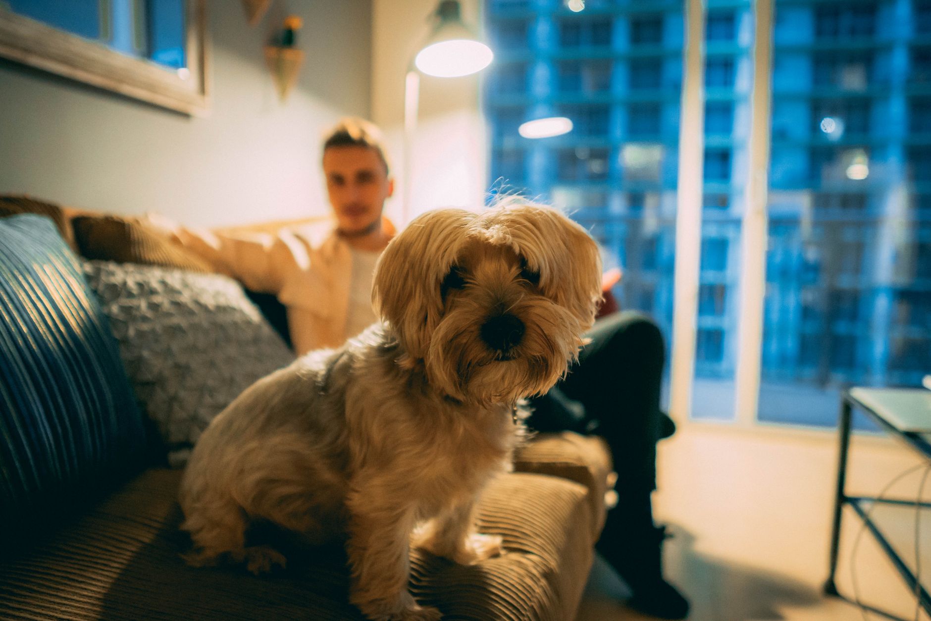 Szczeniak yorkshire terrier siedzi na kanapie, w tle opiekun